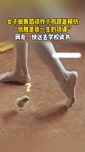 小雞模仿女子伸腿動作竟能神同步,！