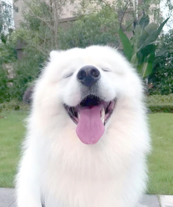 養(yǎng)犬新規(guī)一刀切你怎么看,？不應(yīng)采取“一刀切”模式