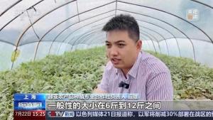 我國平均每人每年吃近100斤西瓜 品牌化小西瓜成趨勢