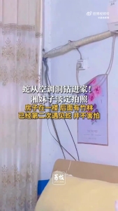 女子回应蛇钻洞进家里淡定拍照！