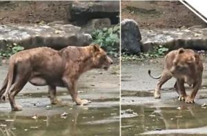 桂林动物园一狮子颈部凹陷 园方回应 先天缺陷病情加重