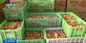 鸡蛋价格跳水 降至近几年最低 供应过剩导致