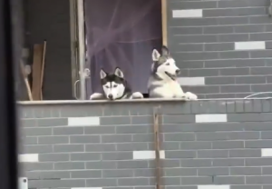 孩子们课间休息 一声“狼叫”唤出两只哈士奇