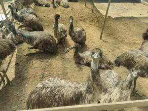 男子因好奇养澳大利亚鸸鹋现愁销路 东北养殖遇困境