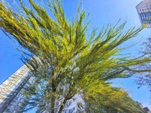 0.8℃！今晨北京气温创新低，预计夜间风力逐渐减弱 寒潮持续影响京城