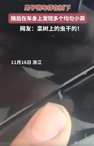 男子车停树下车身现均匀小洞 栾树虫害所致
