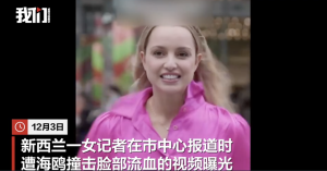 新西兰一女记者街头拍摄遭海鸥撞击！