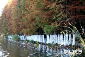 湖南烈士公园树木涂白作业基本完成 为树木筑牢越冬“防护墙”