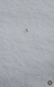 北京雪地上有蚊子在爬？专家回应 气候与城市效应所致