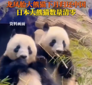 大熊猫晓晓蕾蕾回家倒计时！至此旅日大熊猫全部回国