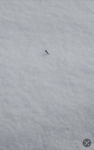北京雪地上有蚊子在爬？ 专家：大概率为淡色库蚊或骚扰库蚊 抗寒能力极强