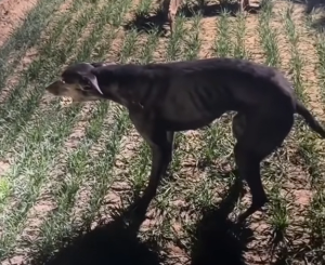 狗狗拉练20分钟后突然“石化” 疑似急性心力衰竭