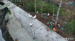 消失大鹅已找到 主人决定抽水追凶