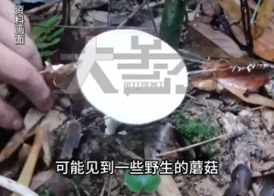 爷奶炒野生蘑菇5岁孙子吃完肝衰竭 误食野生蘑菇该如何急救处理