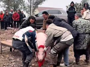 合川文旅助力刨猪汤活动 网红“呆呆”引关注