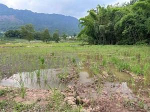 谁拉低了“高标准农田”的标准？管理疏忽与工程问题凸显