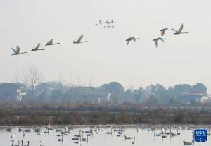 大批候鸟南迁到岳阳越冬 勾勒灵动生态画卷