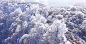 蔚为壮观！雪后雾凇扮靓冬日高原