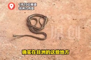 “出入随手关门，防蛇人人有责！”在非洲上班一定记得随手关门