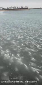 一地鱼群被冻有人捞数百斤 市民冰面捕鱼引关注