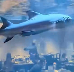 火锅店用鱼缸养鲨鱼供人观赏 资质与环境引质疑