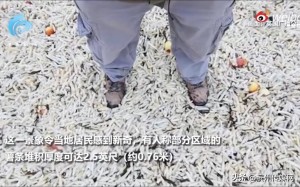 英国海滩现罕见景象：大量薯条被冲上岸，部分区域堆积超半米！