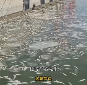 大连一港口惊现“冻鱼”奇观，目击者：肉眼能见的海面都是被冻住的梭鱼，得有几万斤