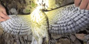 警方破获一起非法狩猎案 斩断黑手守护生态