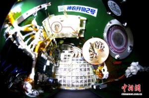 太空蝴蝶破蛹展翅验证地球生命韧性 昆虫生命周期在轨完成