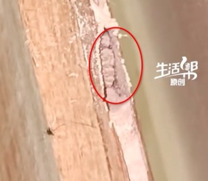 与虫共眠2年多床里捉到大天牛 商家回应：可退换