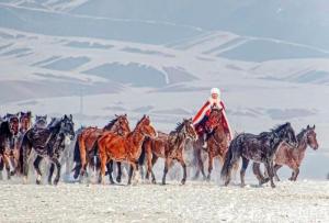 贺娇龙受伤、救治细节披露 勇敢女侠的最后时刻