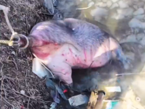 560斤年猪被宰时逃跑掉进冰窟窿 网友：二师兄这脾气，宁可自杀也不受辱