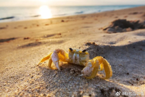 菲一博主吃剧毒魔鬼蟹后不治身亡 拍片酿悲剧