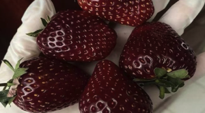 一斤售价300多元的黑草莓走红，被誉为草莓届的“爱马仕”