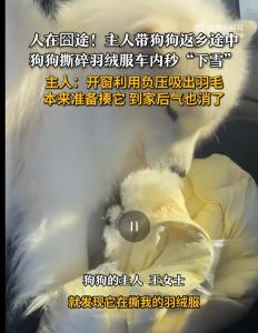带狗返乡羽绒服被撕碎 车内“下雪” 后备箱放不下狗狗引发囧事