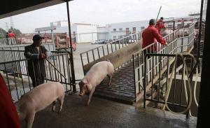 上涨“高歌猛进”！2月16日猪价 市场震荡偏强