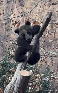 四川卧龙现“全网最黑"大熊猫 揭秘“挖煤”真相