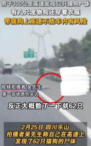 男子高速路上发现62具宠物尸体 携宠返乡安全引热议