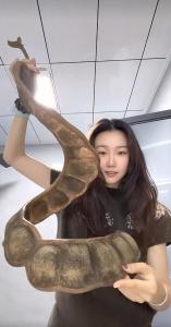 女子带1米长巨大豆荚坐飞机引围观 网络热议梦中情豆
