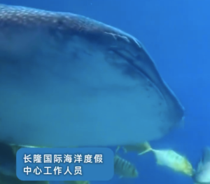 长隆称鲸鲨馆对外展出8条鲸鲨