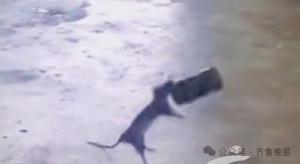 马来西亚男子感染鼠尿病去世 饮用污染饮料引发悲剧