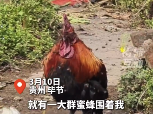 大公鸡遭蜂群围攻满头是包 主人喂了阿莫西林后情况有所好转