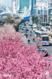 樱花开了 粉色旋风席卷江城