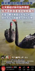 “渣鹅”出轨后与新欢近1年没下蛋 性别鉴定揭真相