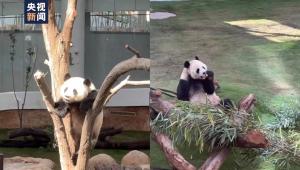 大熊猫四海在卡塔尔状况良好 持续获得专业照料