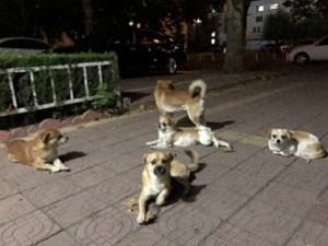 7只狗狗被偷掉落高速，结伴跋涉17公里平安回家