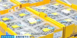 蓝莓价格大跳水了 “按桶论斤”卖成新趋势