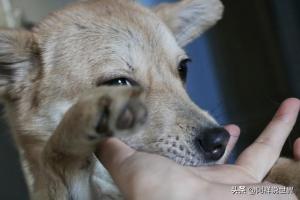 一条疯狗冲进家中咬人被老人打晕 自保行为获法律支持