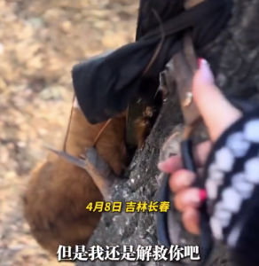 小狗头爪被绑丝袜挂树上虐杀 女子回应