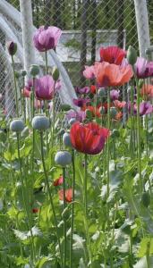 武汉植物园现罂粟花 园方：用于科普 合规种植引关注